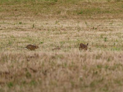 2500707 waltkreuz dxo