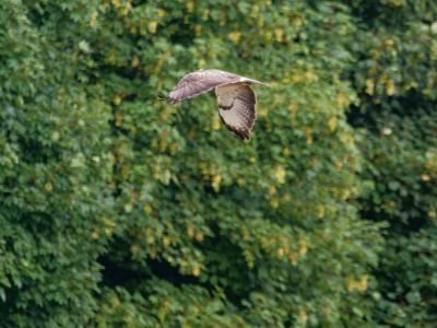 2500707 waltkreuz dxo