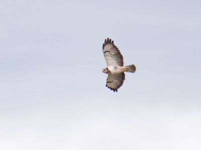 2500707 waltkreuz dxo