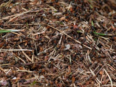 2500707 waltkreuz dxo