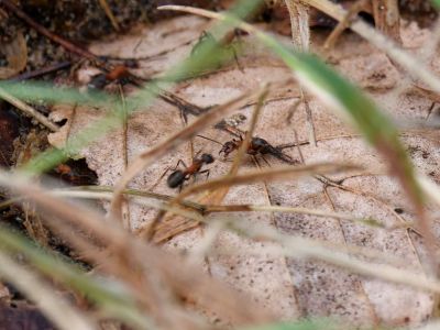 2500707 waltkreuz dxo