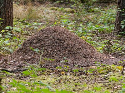 2500707 waltkreuz dxo