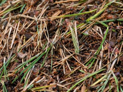 2500707 waltkreuz dxo