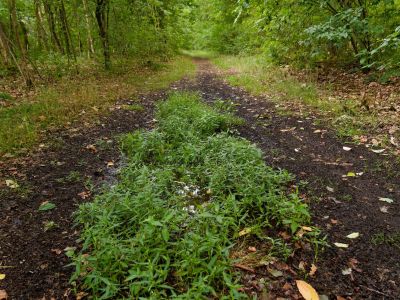 2500707 waltkreuz dxo