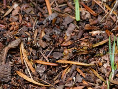 2500707 waltkreuz dxo