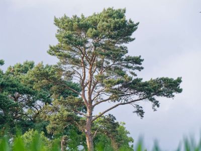 2500707 waltkreuz dxo