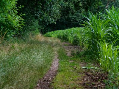 2500707 waltkreuz dxo