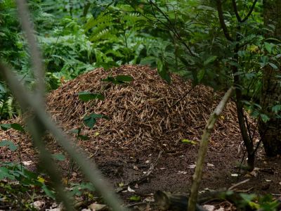 2500707 waltkreuz dxo