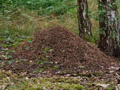 2500707 waltkreuz dxo