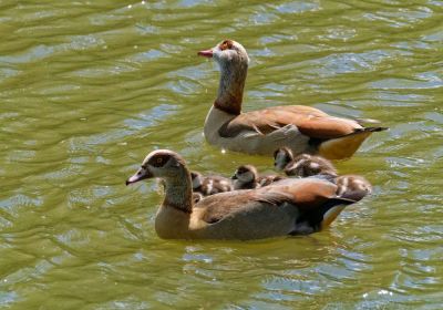 Ganzenfamilies Rosorum - Mei25