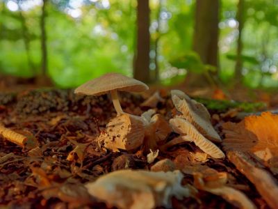p1183191 dxofb