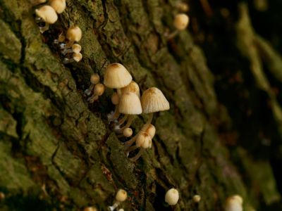 p1183239 dxofb