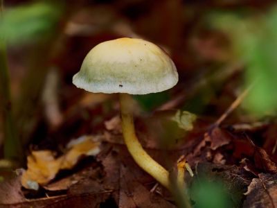 p1183290 dxofb