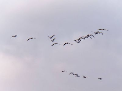 p1183318 dxofb