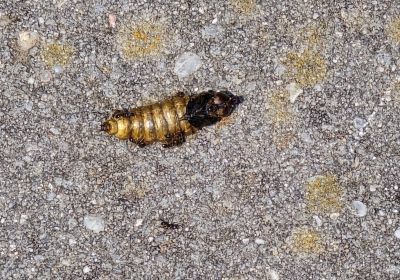 Hottentottenvilla ontpopt - Jun25