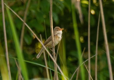 Kleine Karekiet Centerpoort - Jun25