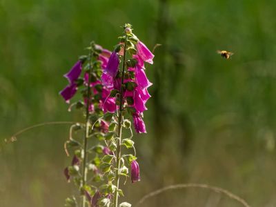 250623 loenermark dxo