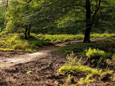 250623 loenermark dxo