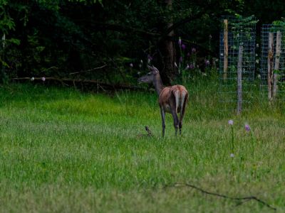 250623 loenermark dxo