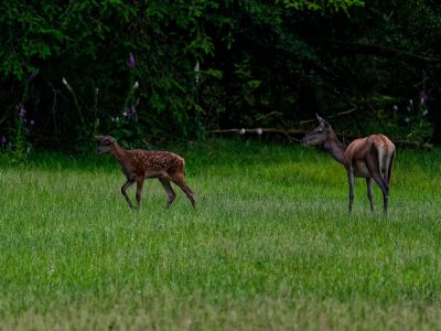 250623 loenermark dxo