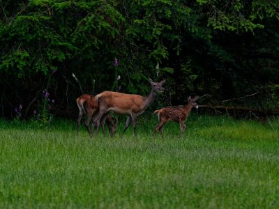 250623 loenermark dxo