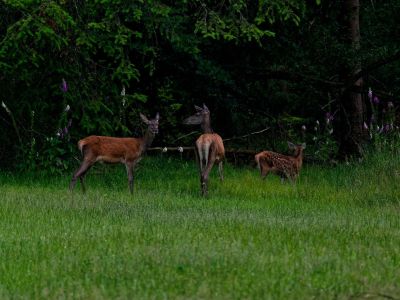 250623 loenermark dxo