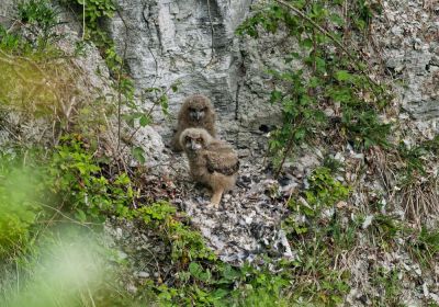 Oehoe nest Winterswijk - Mei25