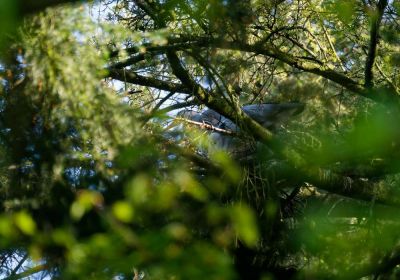 Reiger kolonie Gimbornhof - Apr25