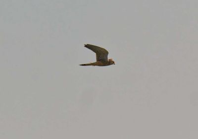 Rosandsepolder - Jun25