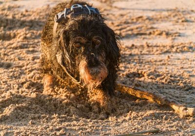 Trouwe metgezel Takkie - Sept25