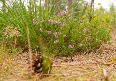 Verborgen Dorp Veluwe - Aug25