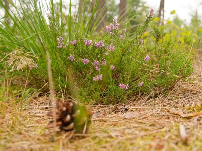 250817 verborgendorp dxo