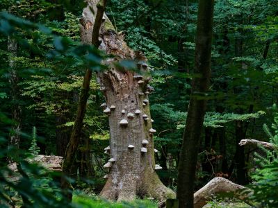 250817 verborgendorp dxo