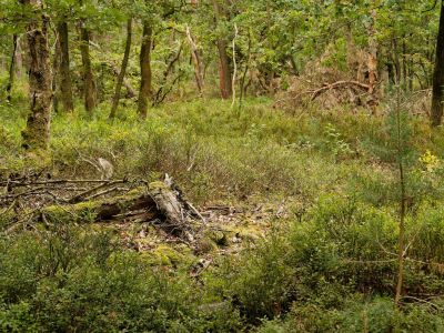 250817 verborgendorp dxo