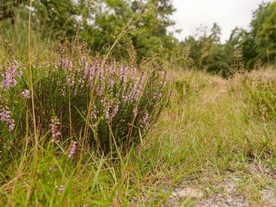 250817 verborgendorp dxo