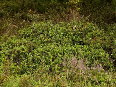 250817 verborgendorp dxo