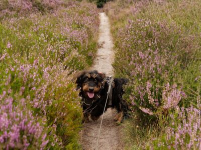 250817 verborgendorp 43 dxo