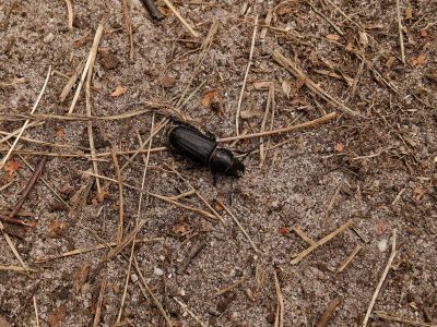 250817 verborgendorp dxo