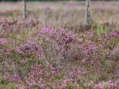 250817 verborgendorp dxo