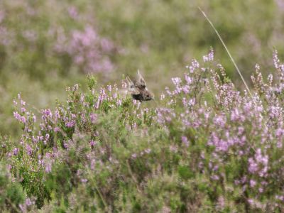 250817 verborgendorp dxo