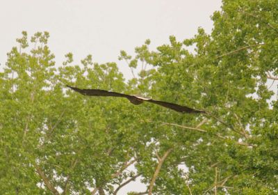 Zeearenden Millingerwaard - Mei25