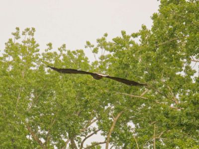 p1355093 dxo sh motion cr