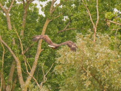 p1355095 dxo sh motion cr