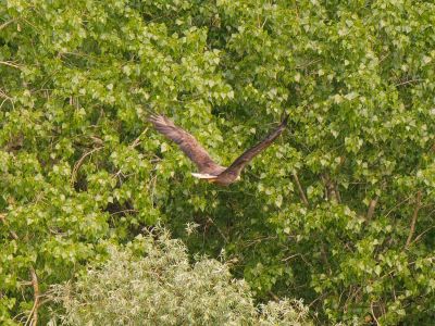 p1355096 dxo sh motion cr