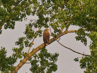 p1355111 dxo sh motion cr