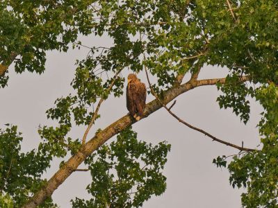 p1355117 dxo sh motion cr