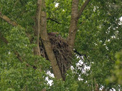 p1355168 dxo sh motion cr