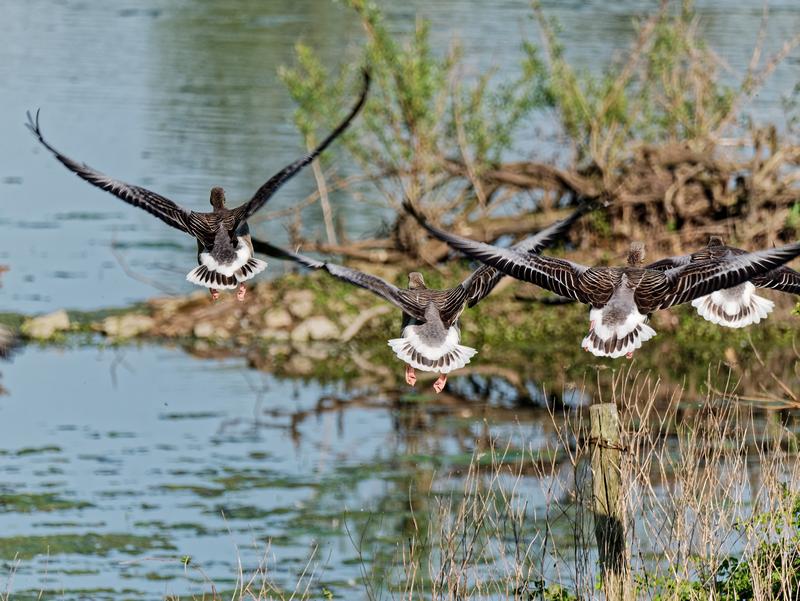 Vogelparadijs