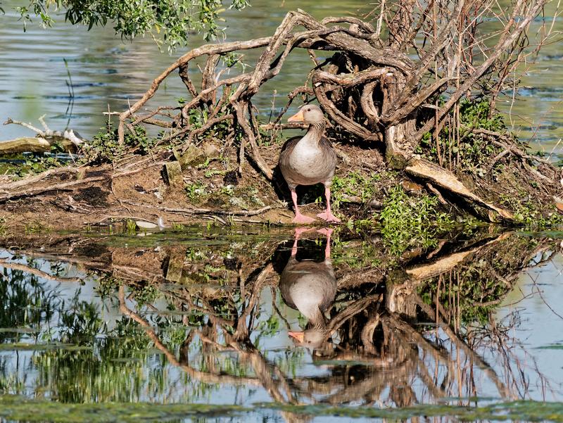 Vogelparadijs