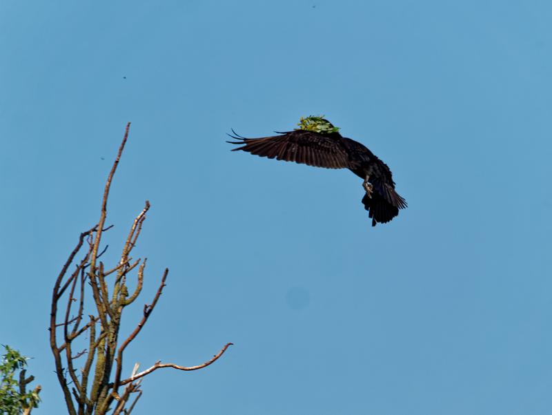 Vogelparadijs